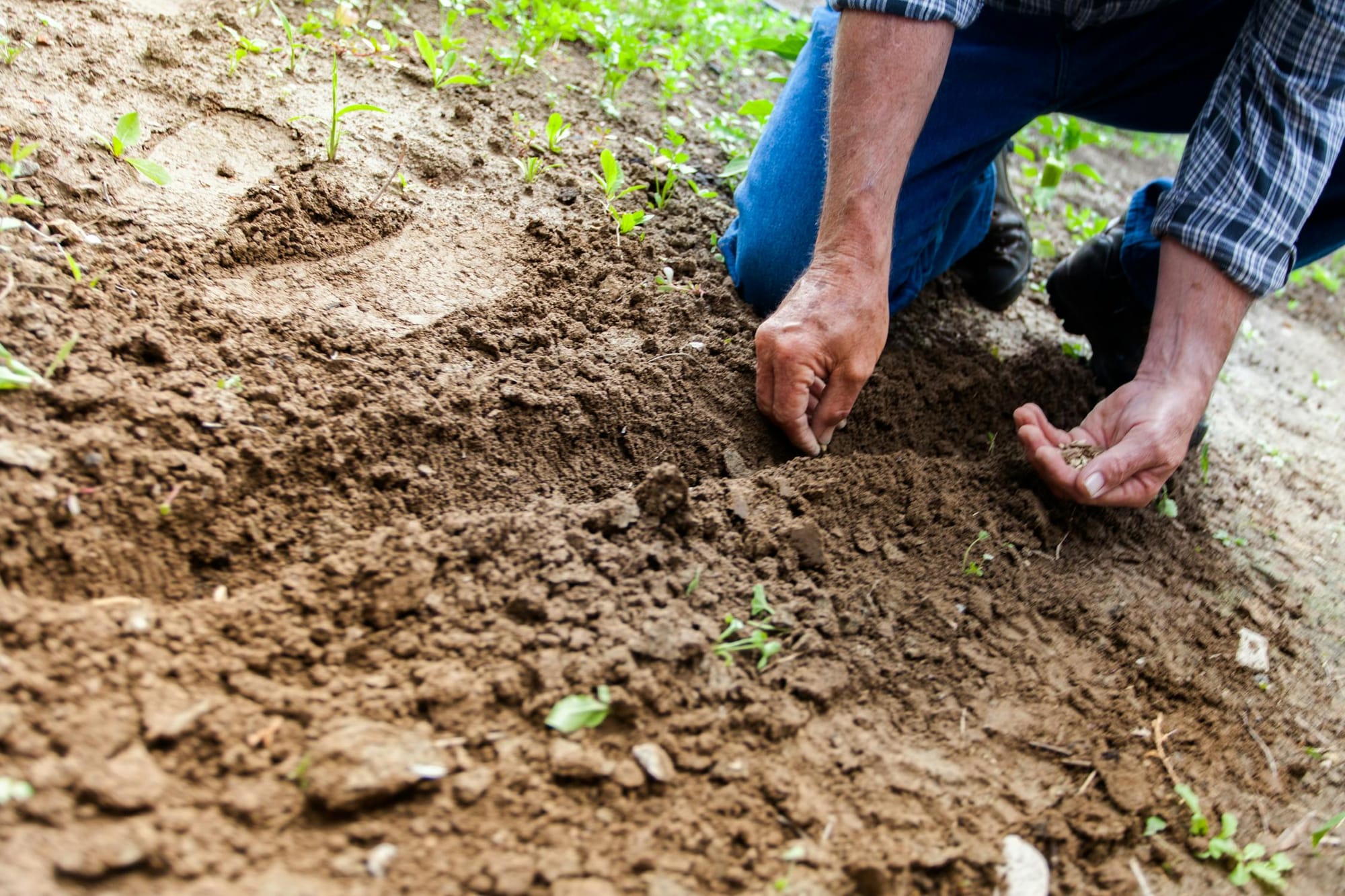 Sowing for Harvest