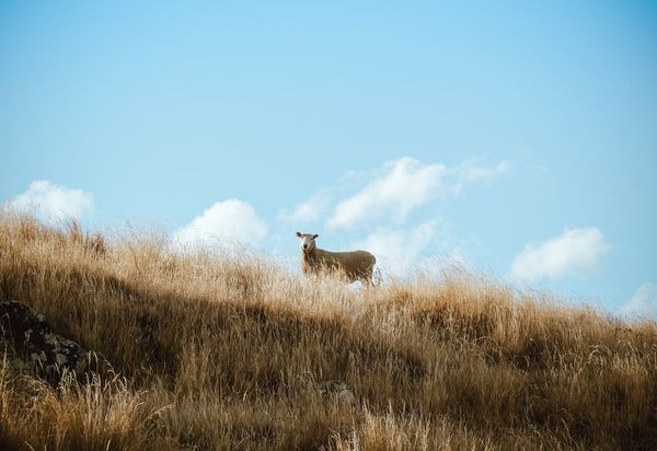 Jesus the Good Shepherd, Who Saves the Lost